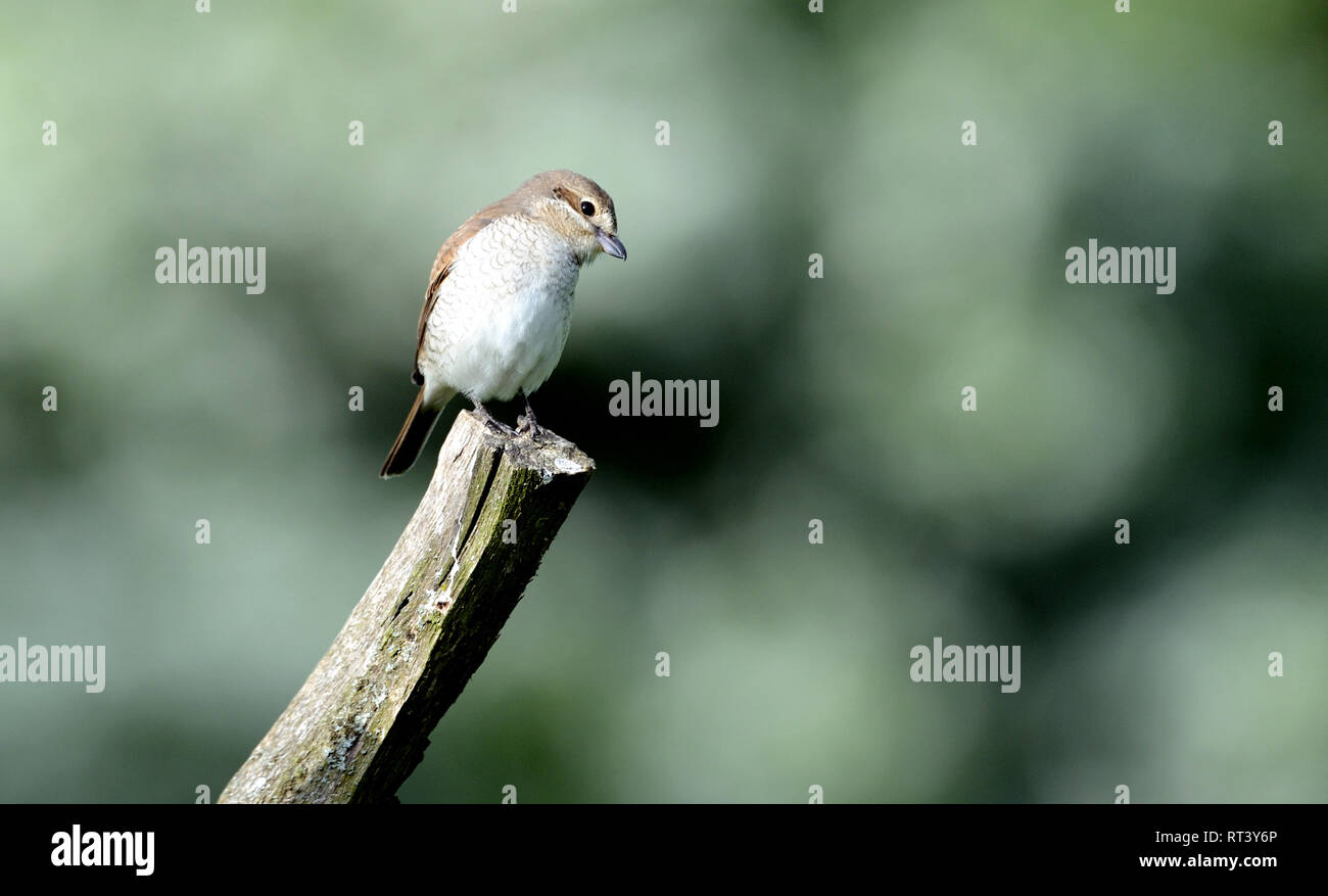 Local bird's kind, Lanius collurio, Neuntöter, red back strangler ...