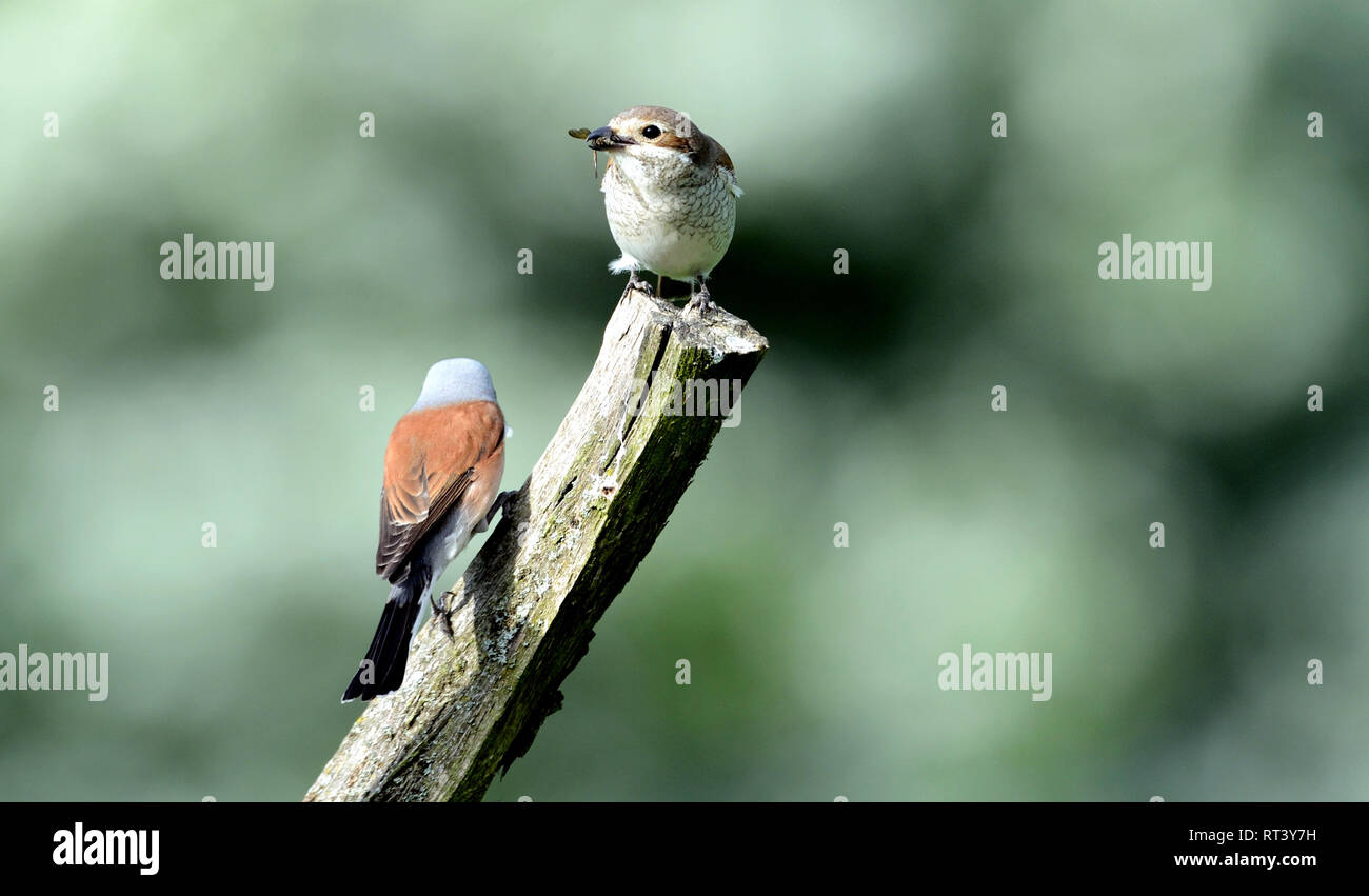 Local bird's kind, Lanius collurio, Neuntöter, red back strangler ...