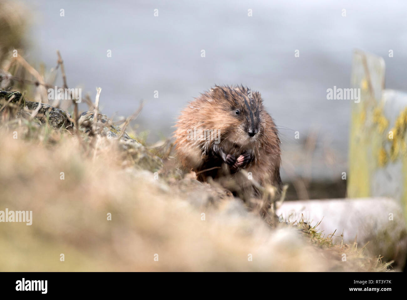Musk, musquash, musquashes, rodent, rodents, Ondatra zibethicus, fur