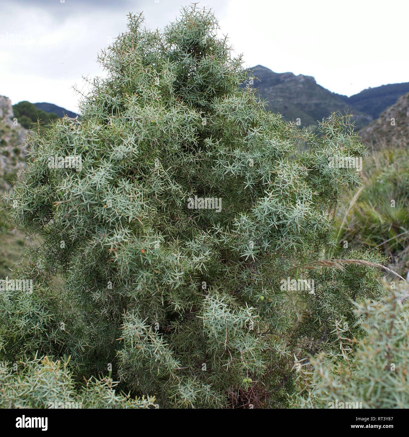 Prickly cedar hi-res stock photography and images - Alamy