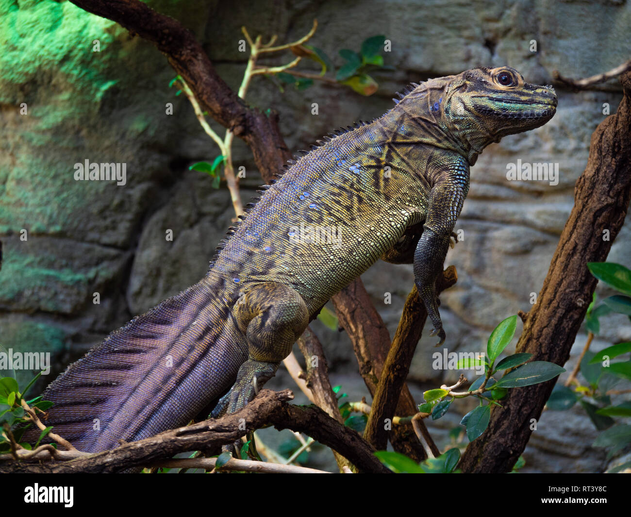 Saurian High Resolution Stock Photography and Images Alamy