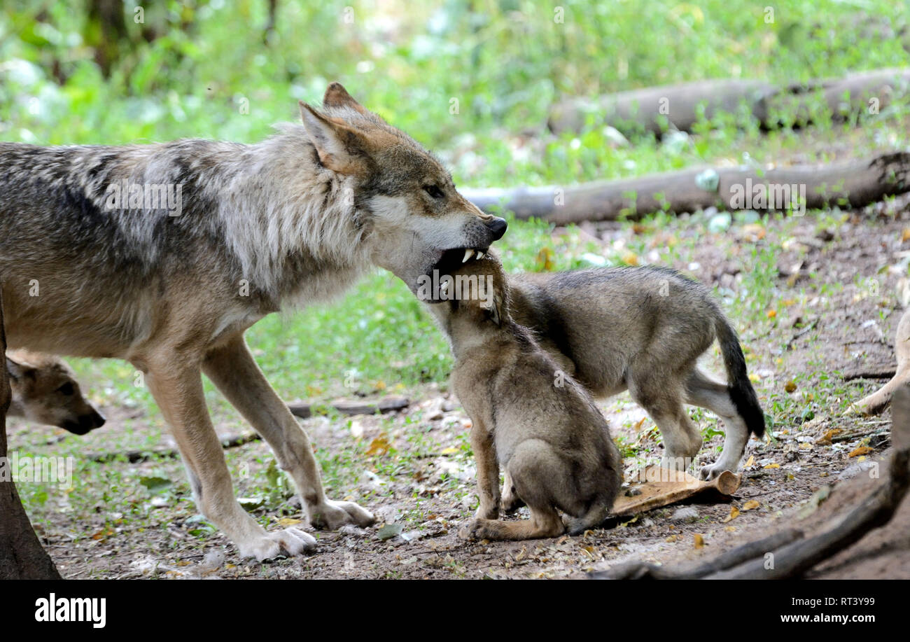 grey wolf puppies