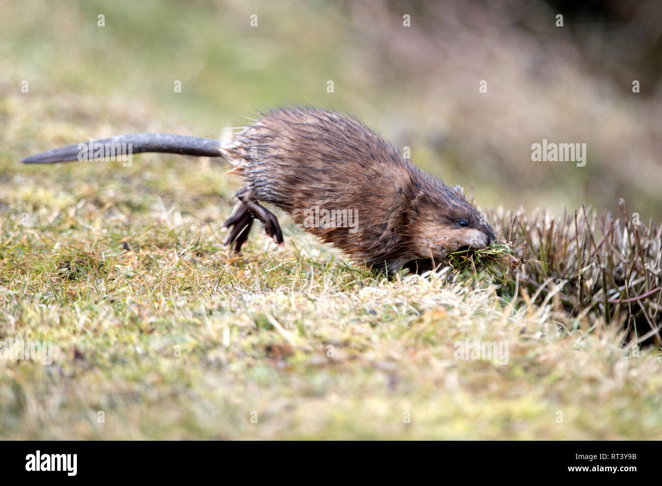Musk, musquash, musquashes, rodent, rodents, Ondatra zibethicus, fur