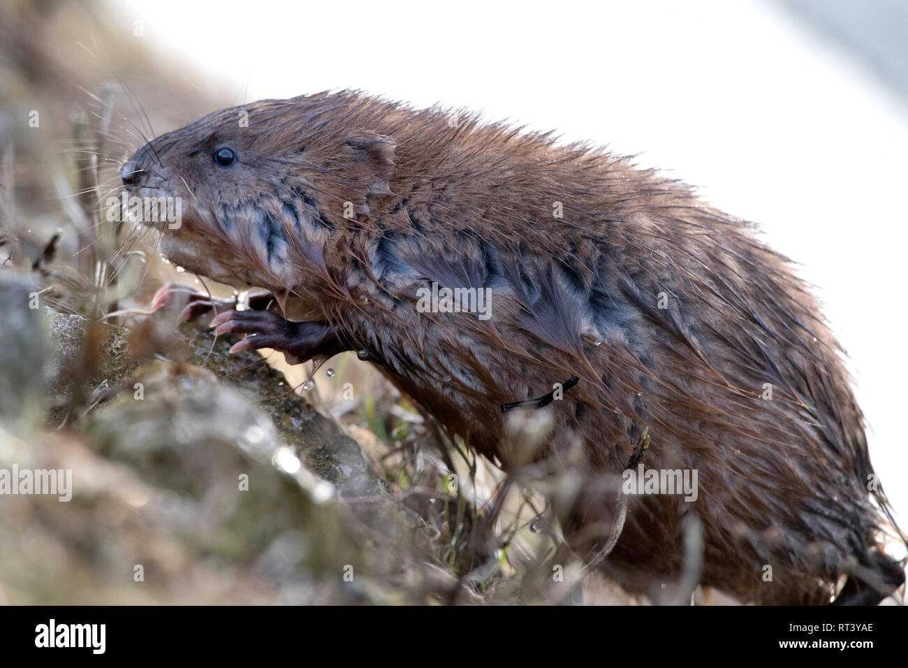 Musquashes hires stock photography and images Alamy