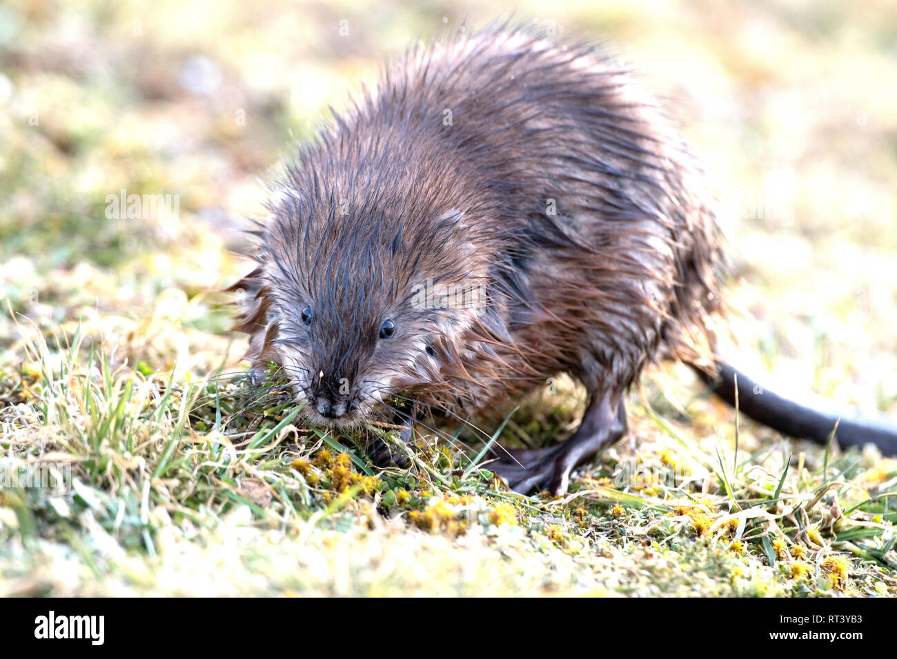 Musk, musquash, musquashes, rodent, rodents, Ondatra zibethicus, fur