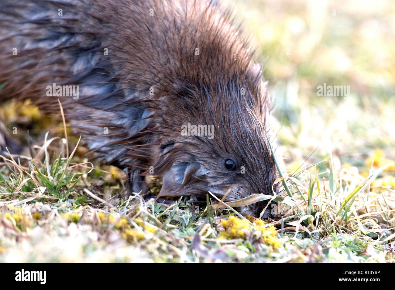 Musk, musquash, musquashes, rodent, rodents, Ondatra zibethicus, fur