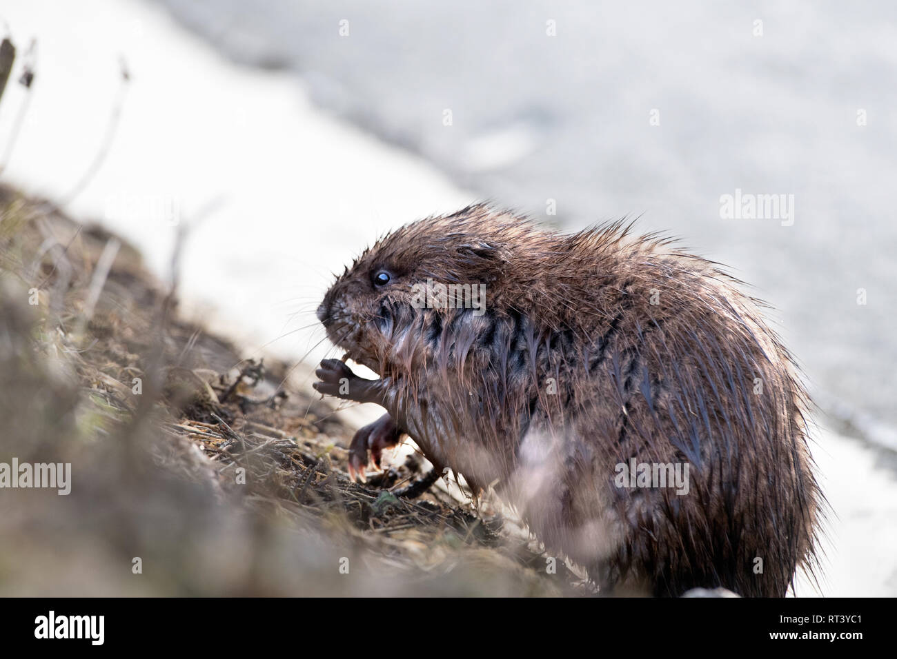 Musk, musquash, musquashes, rodent, rodents, Ondatra zibethicus, fur