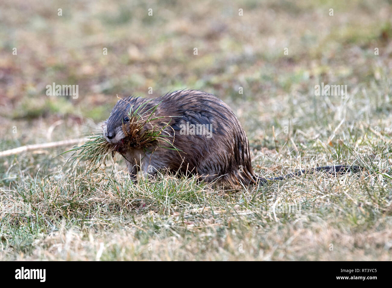 Musk, musquash, musquashes, rodent, rodents, Ondatra zibethicus, fur