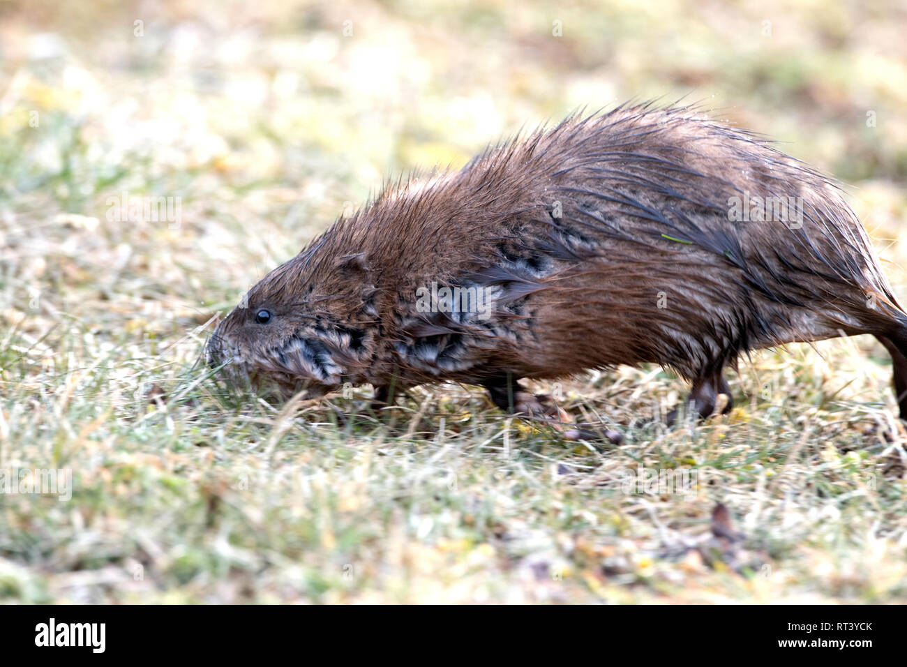Musk, musquash, musquashes, rodent, rodents, Ondatra zibethicus, fur
