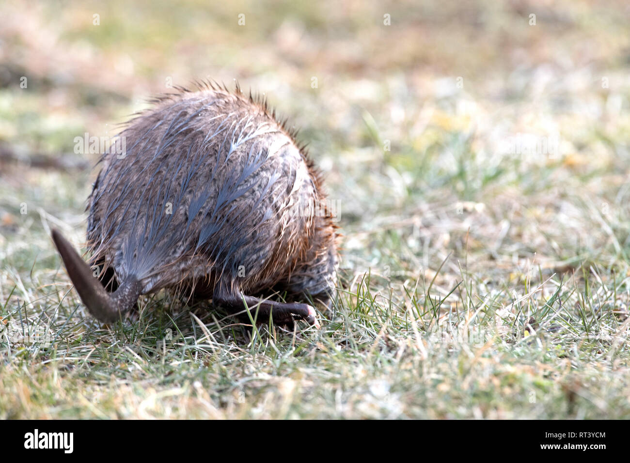 Musquashes hires stock photography and images Alamy