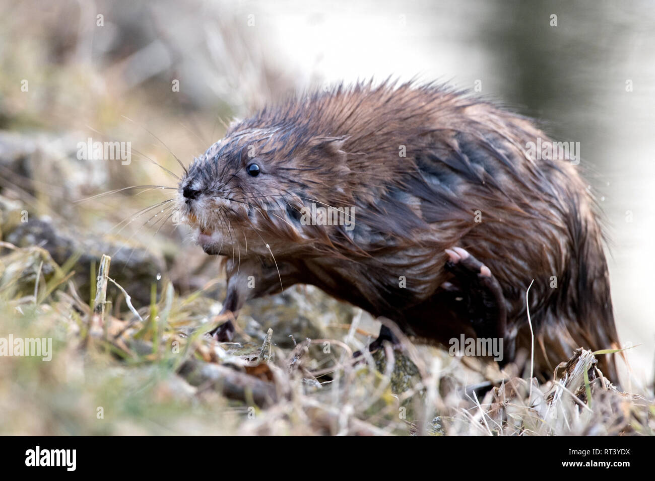 Musk, musquash, musquashes, rodent, rodents, Ondatra zibethicus, fur