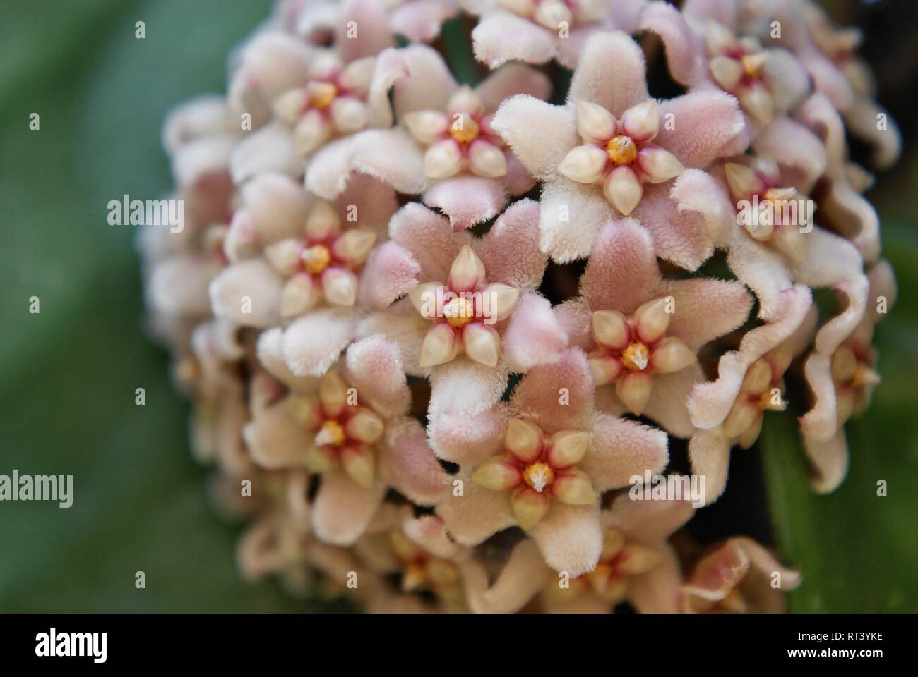 Hoya carnosa. porcelainflower. wax plant Stock Photo Alamy