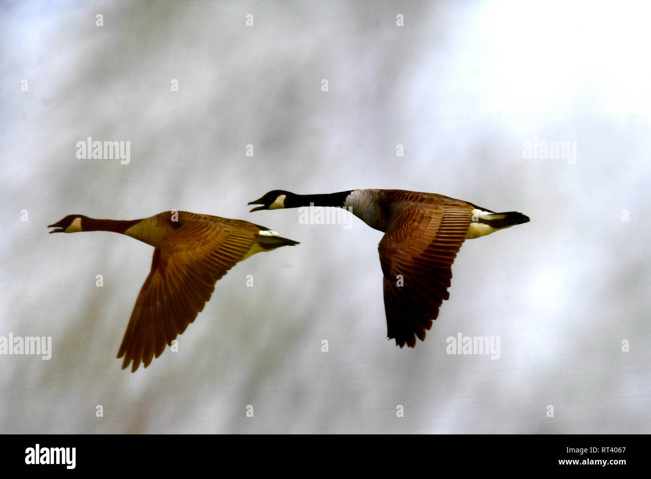 Flight from canada geese hi-res stock photography and images - Alamy