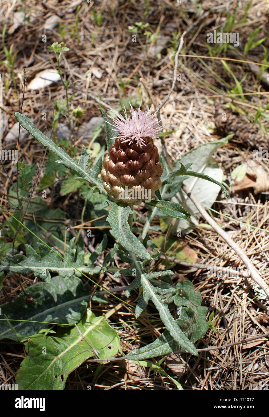 Rhaponticum coniferum. Leuzea conifera Stock Photo