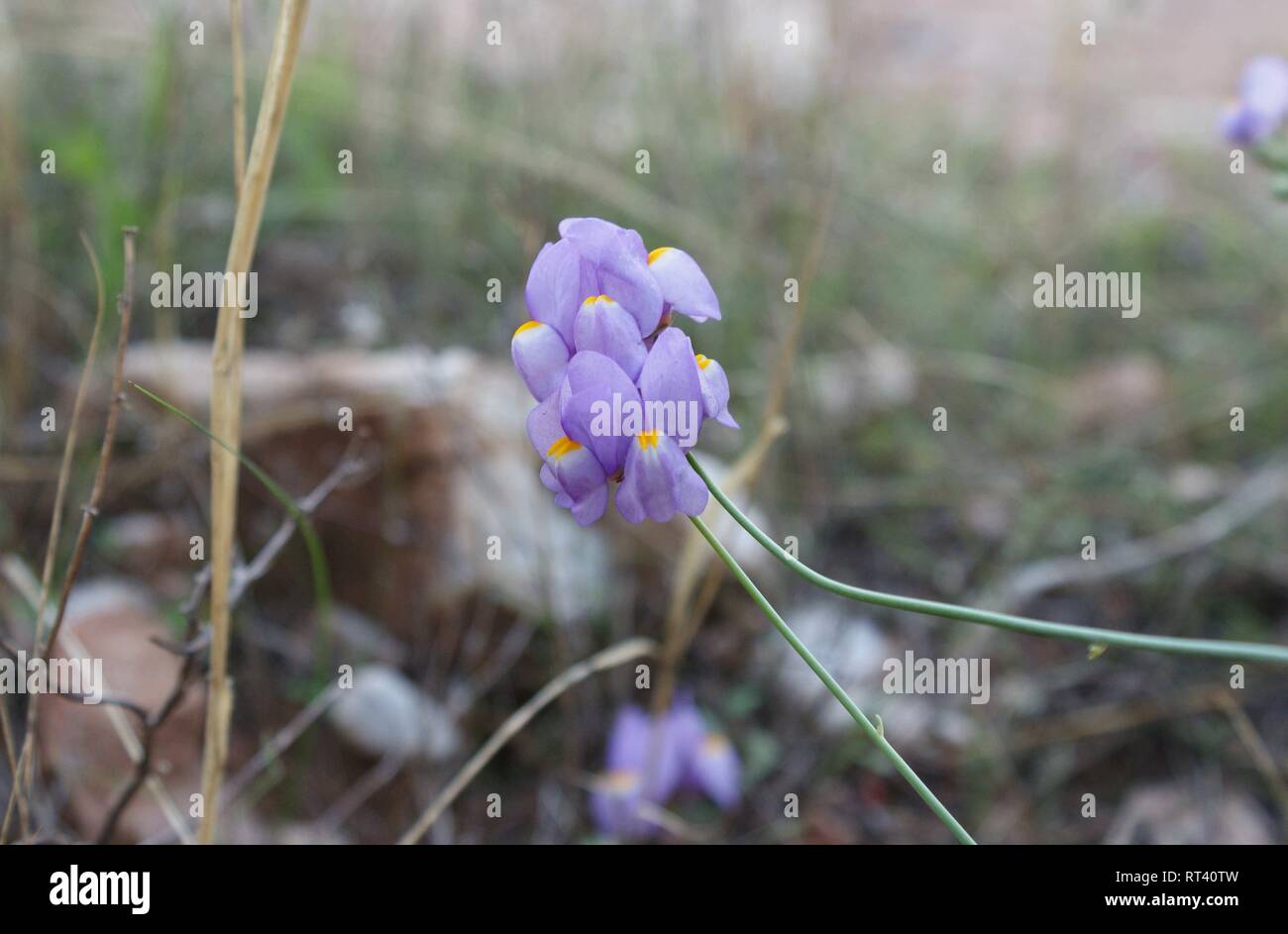 Endemic plant of malaga hi-res stock photography and images - Alamy