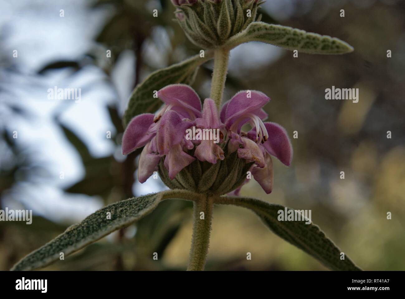 Phlomis purpurea Stock Photo