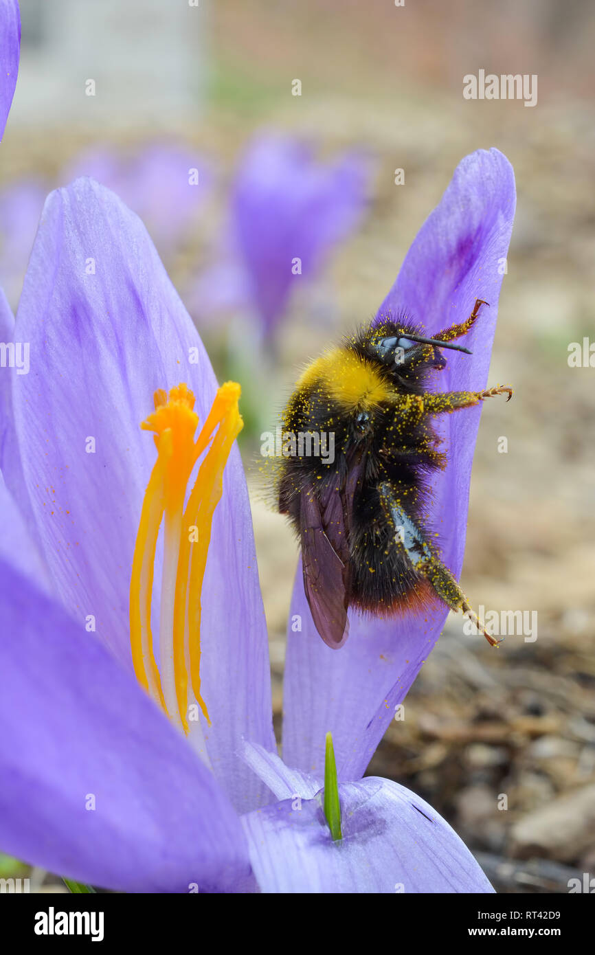 Early spring pollination, Crocus or Saffron flower and bumblebee covered by pollen, close up view Stock Photo