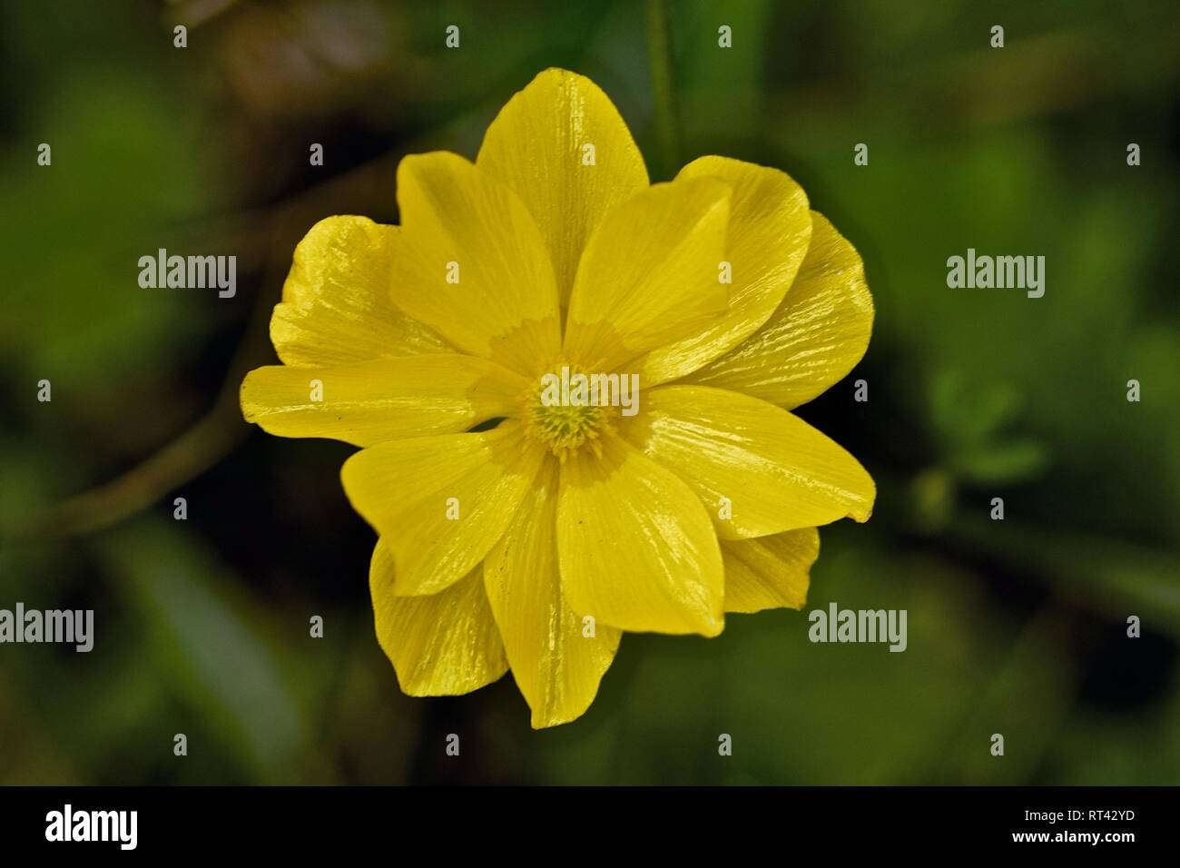 Ranunculus bullatus hi-res stock photography and images - Alamy