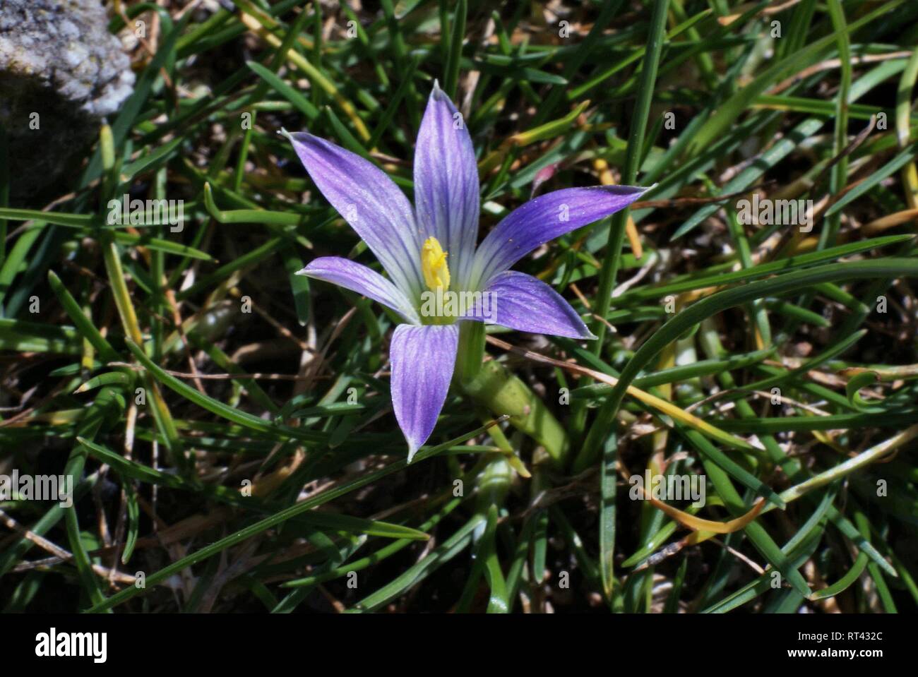 Romulea ramiflora Stock Photo
