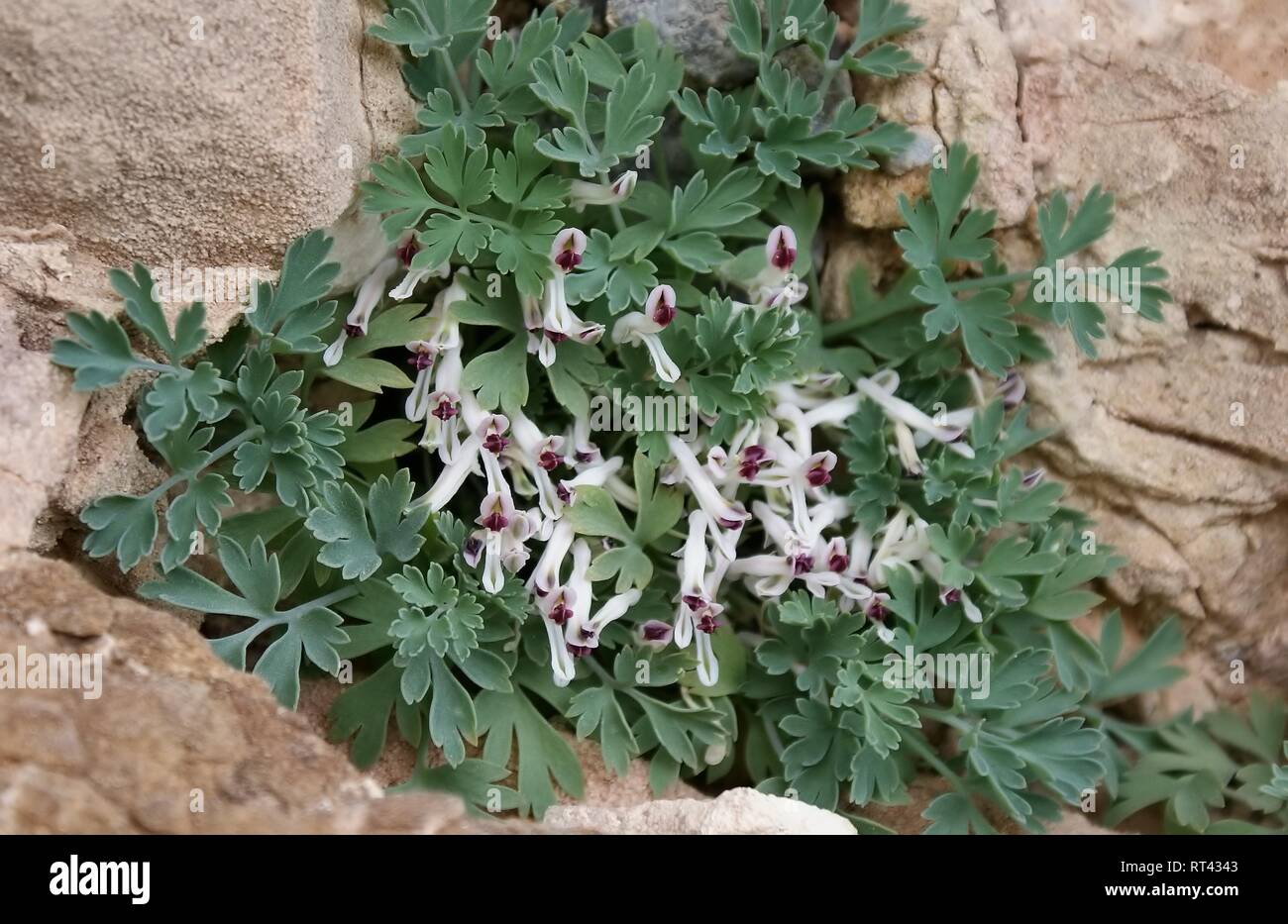 Rupicapnos africana subsp. decipiens Stock Photo - Alamy