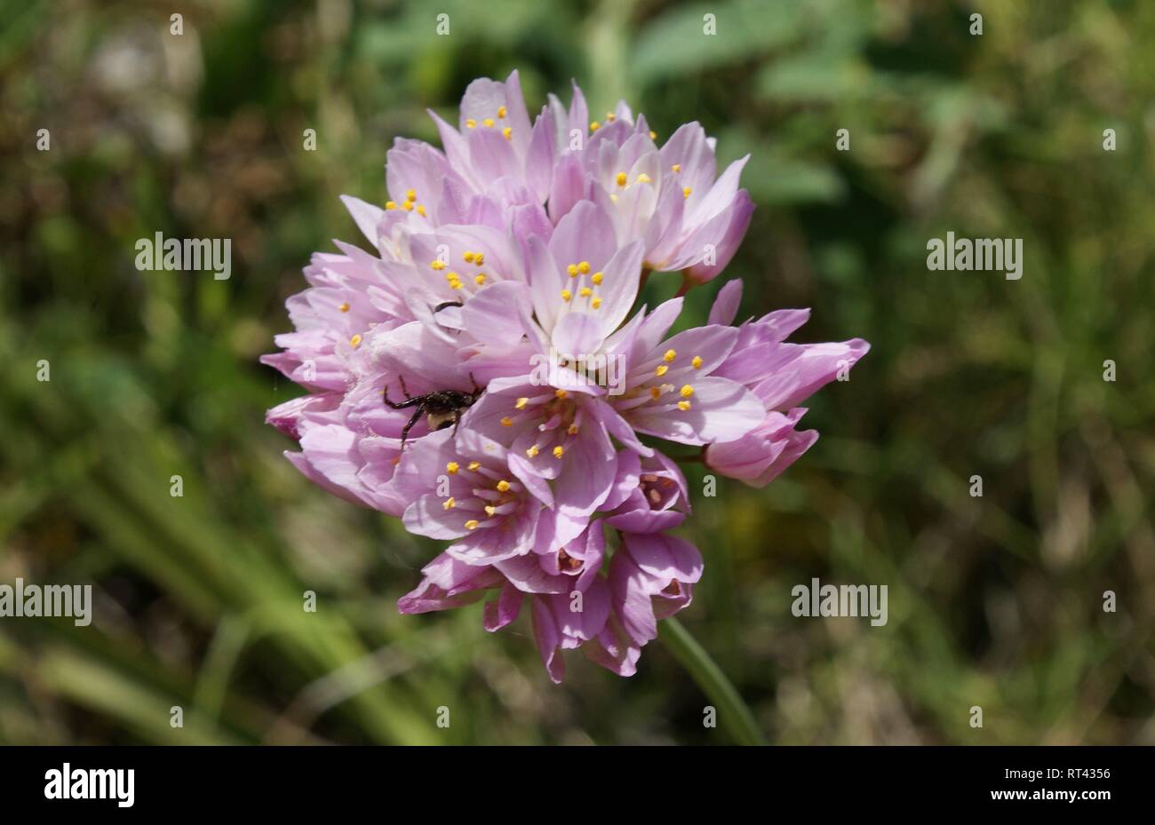 Allium roseum.  rosy garlic Stock Photo