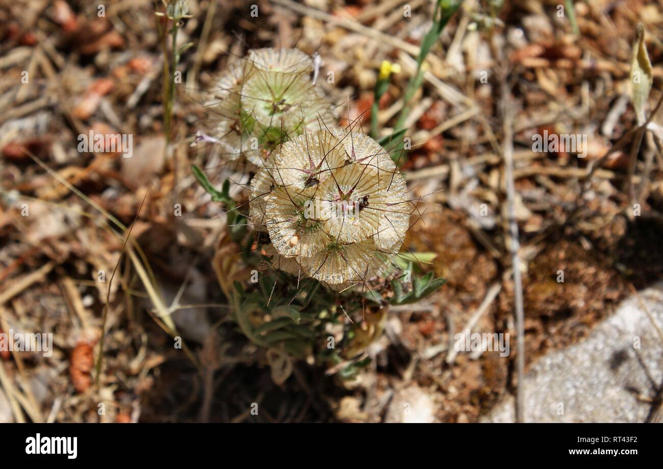 Lomelosia stellata. Scabiosa stellata. starflower pincushions Stock Photo