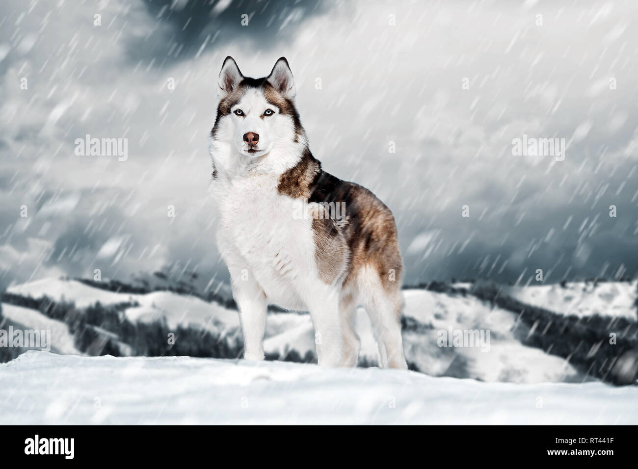 Can Huskies Live In The Wild