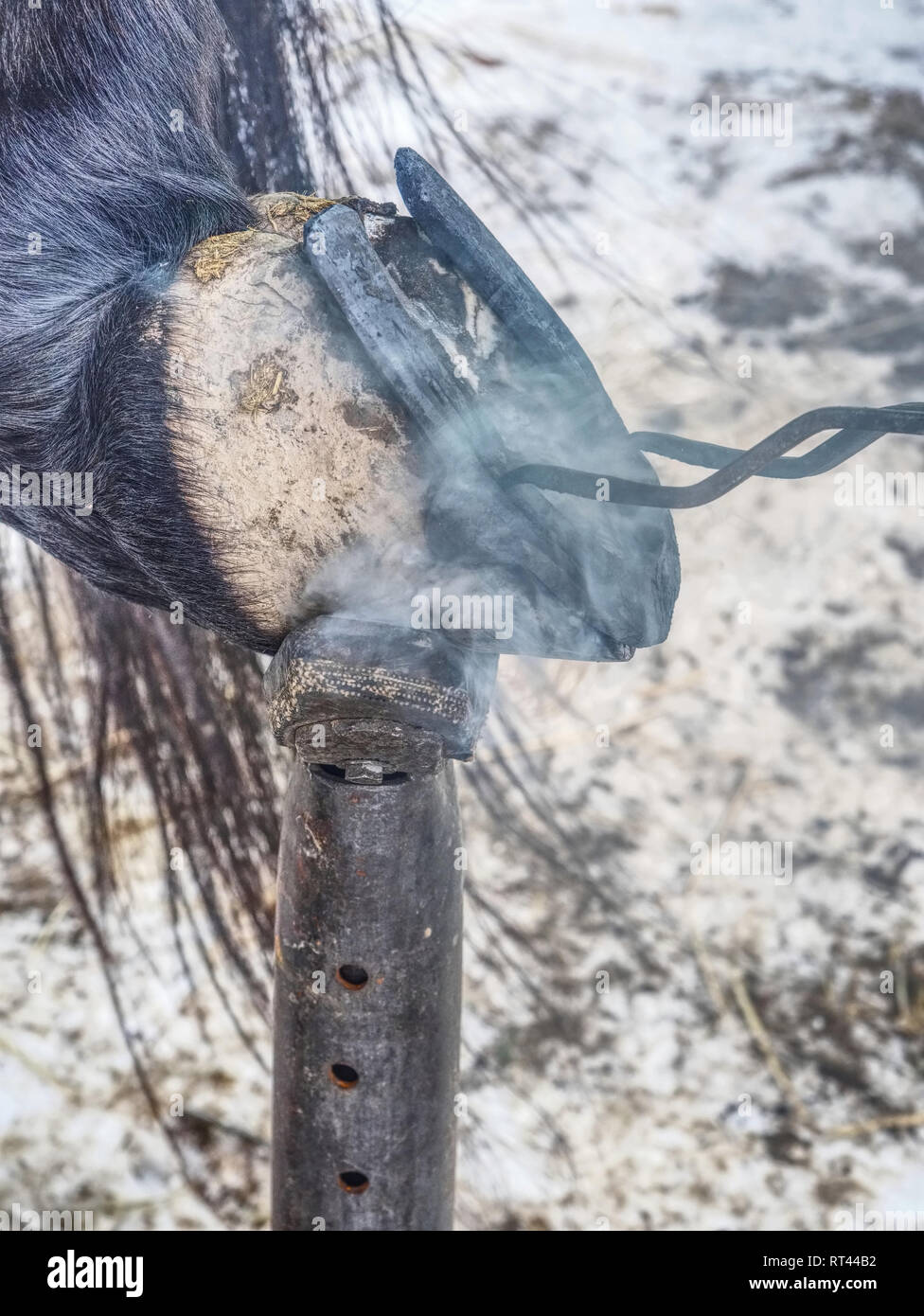 Detail of puting hot horse shoe onto hoof with curved pliers. Traditional horse shoeing process