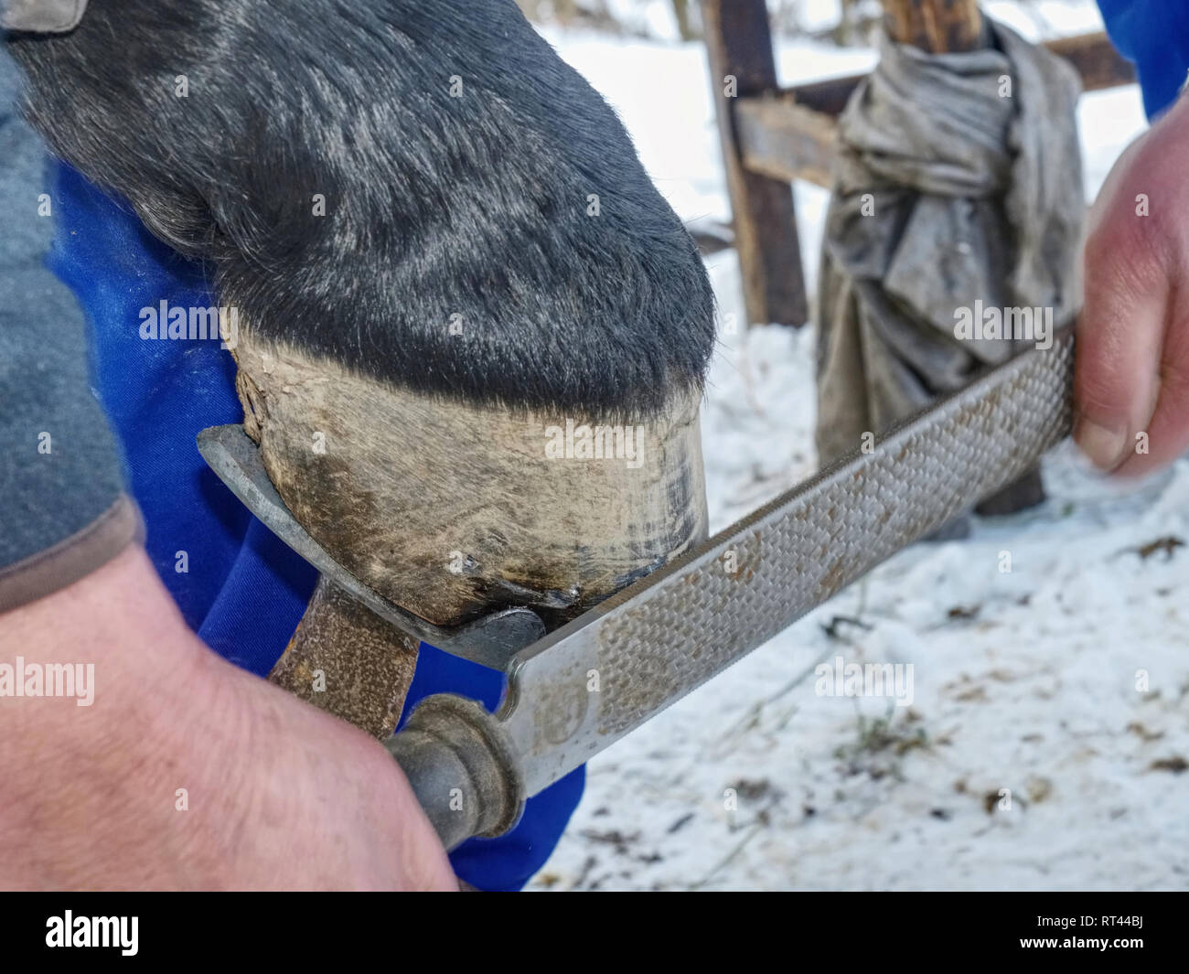 Blacksmith or equine farrier fits a horse shoe to a horse's hoof with a
