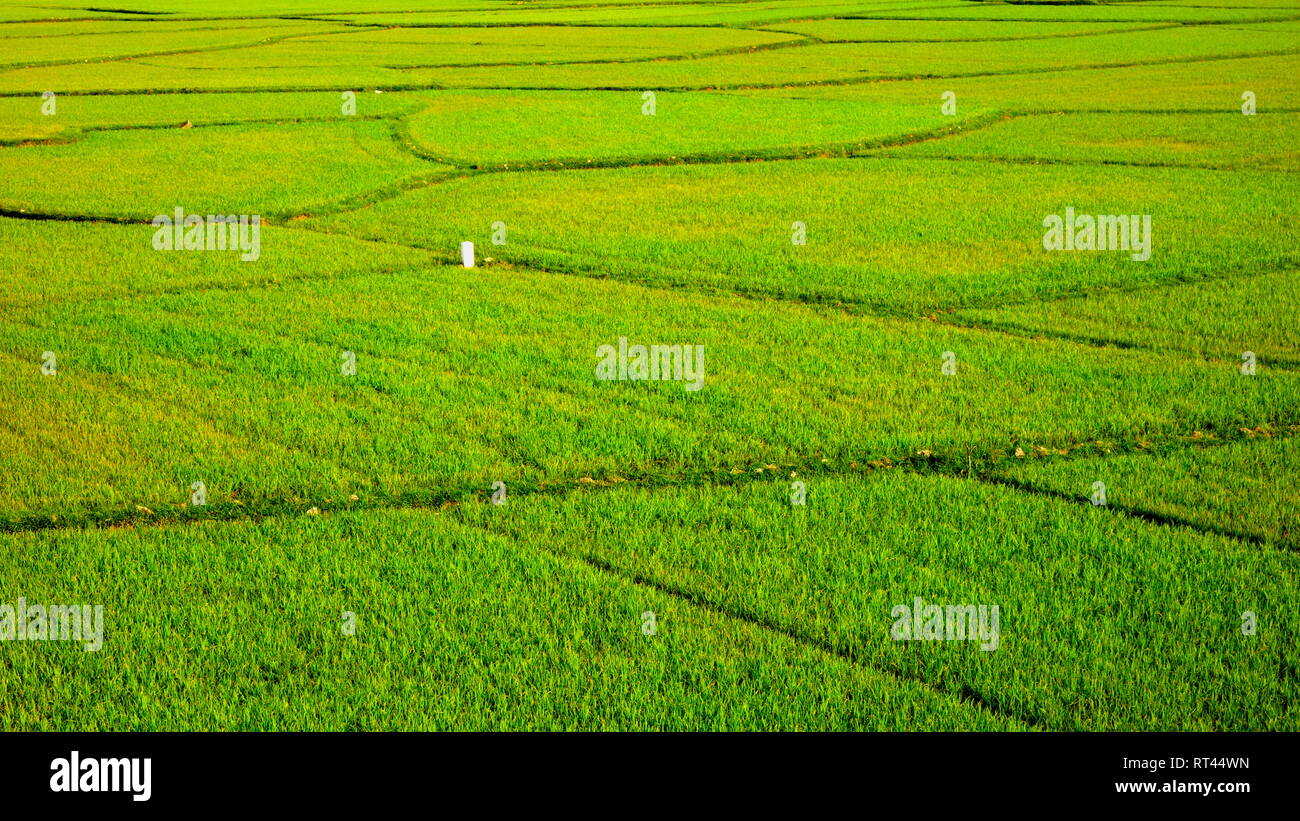 Rice Fields in Dong Hoi, Vietnam Stock Photo