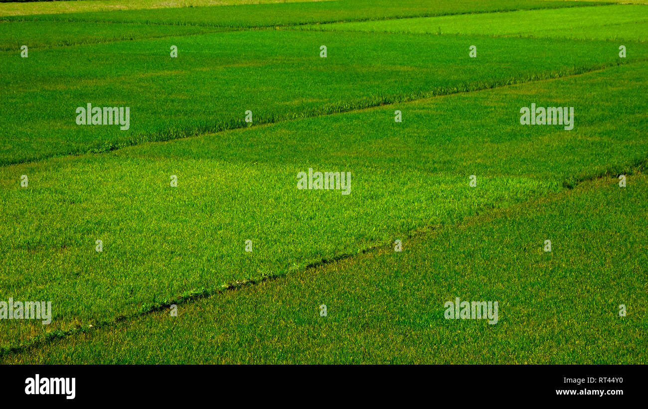 Rice Fields in Dong Hoi, Vietnam Stock Photo