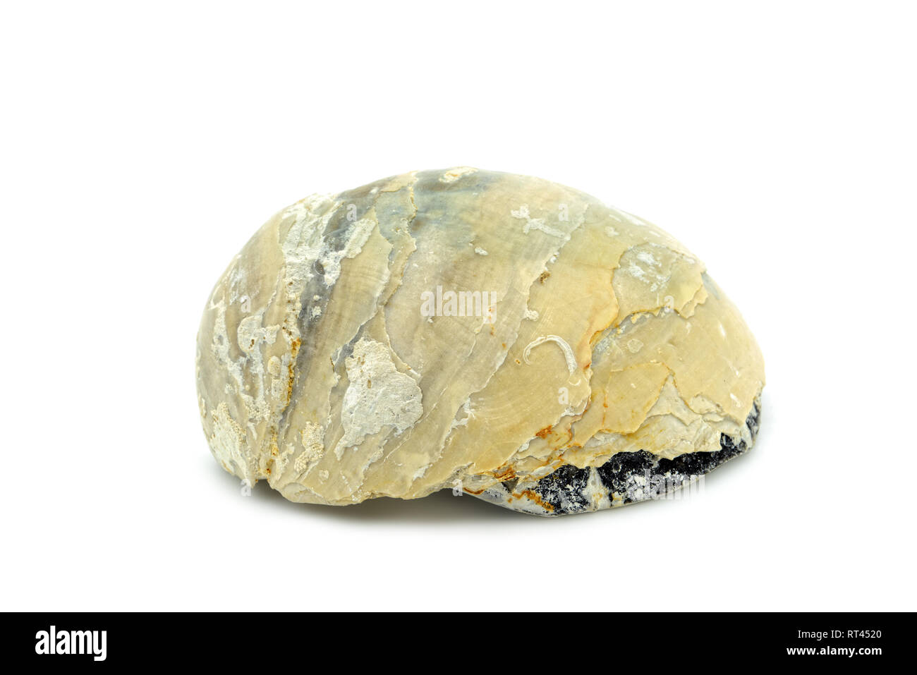 fossil of an oyster (Pycnodonte vesicularis) on white isolated background. found at chalk rock cliff of rugen island in germany. Stock Photo