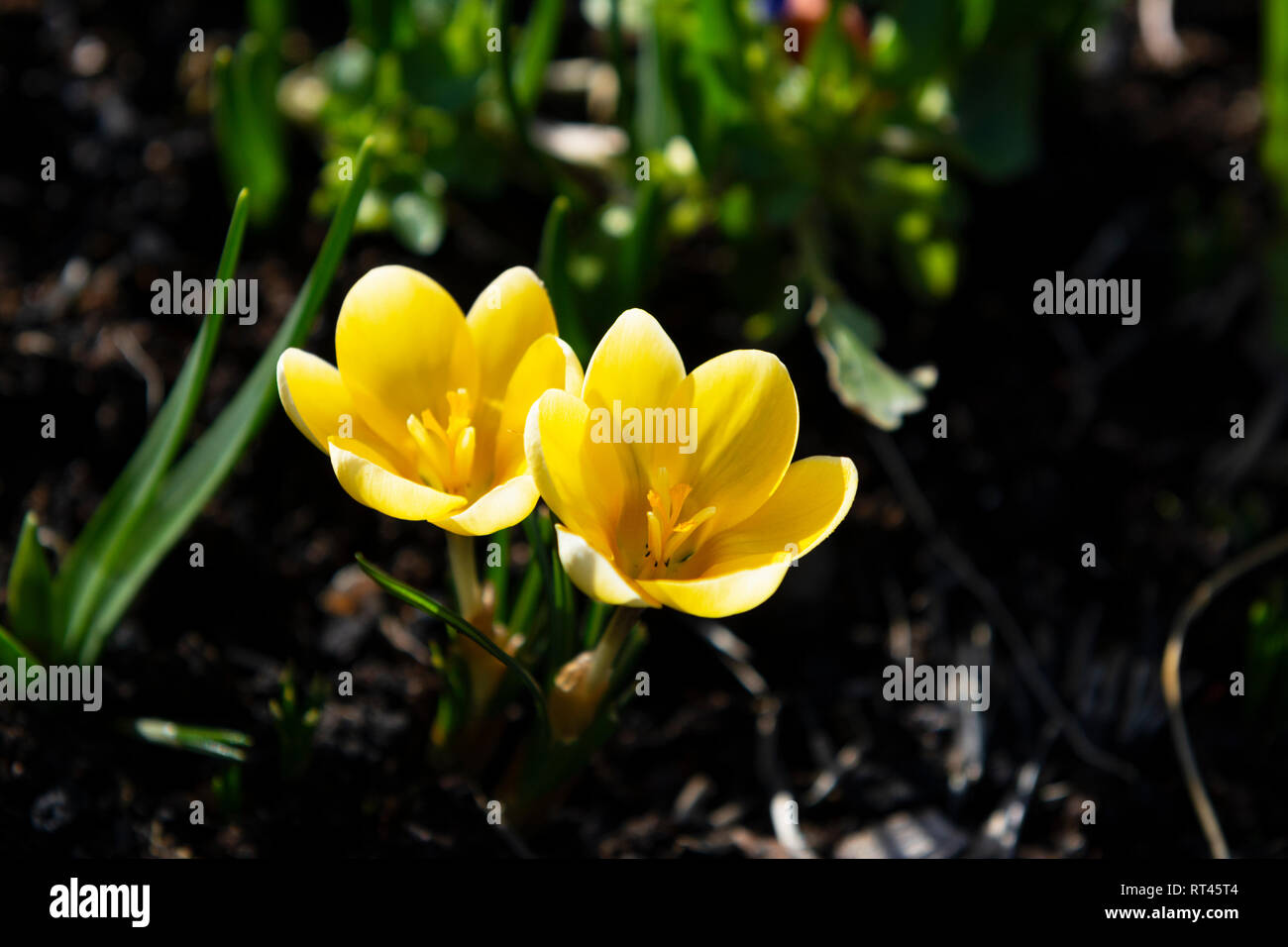 Two small yellow crocuses caught in sunlight in a shaded flower bed Stock Photo