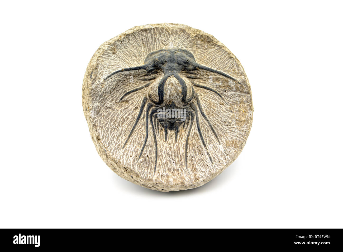 fossil of a Dicranurus trilobite in sand stone. white isolated ...