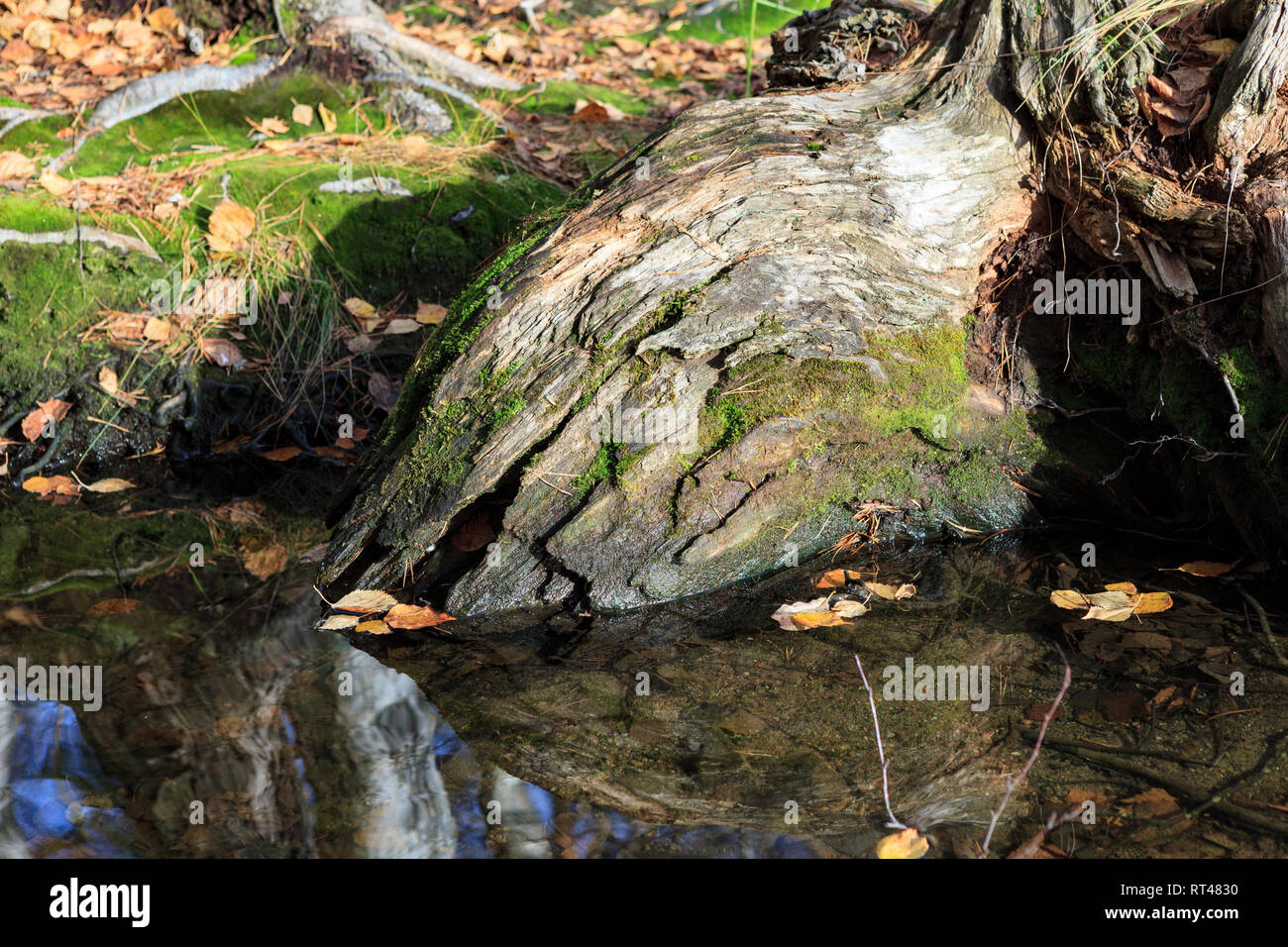 Tree roots decay in water Stock Photo Alamy