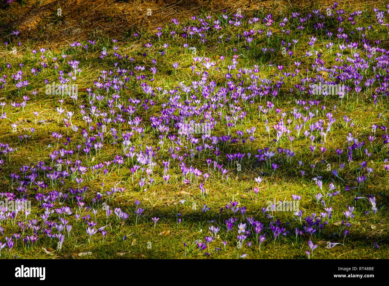Crocuses the spring flowers. Basel canton, Switzerland Stock Photo Alamy