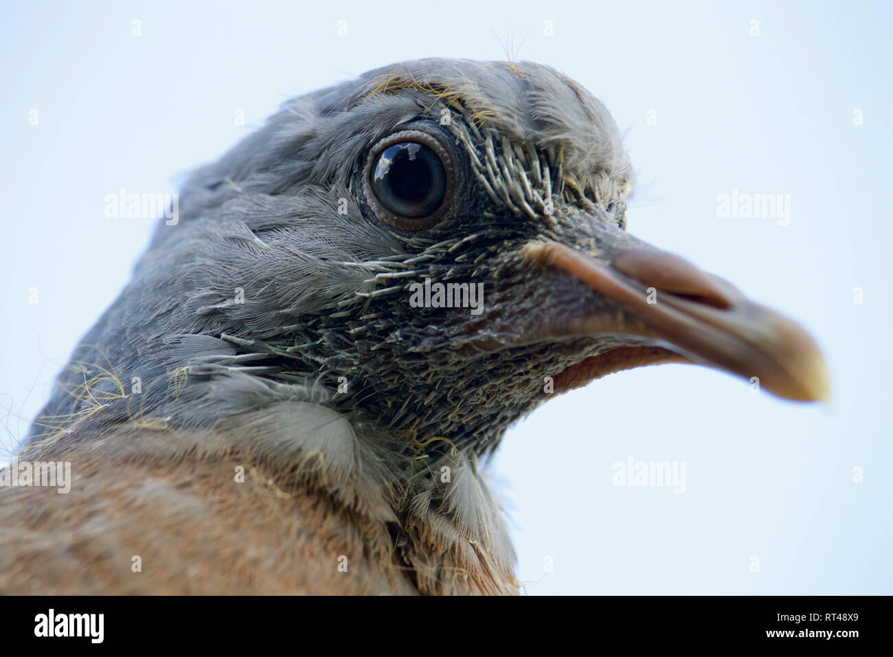 Very close shot of a pigeon fledgling just after leaving its nest Stock Photo