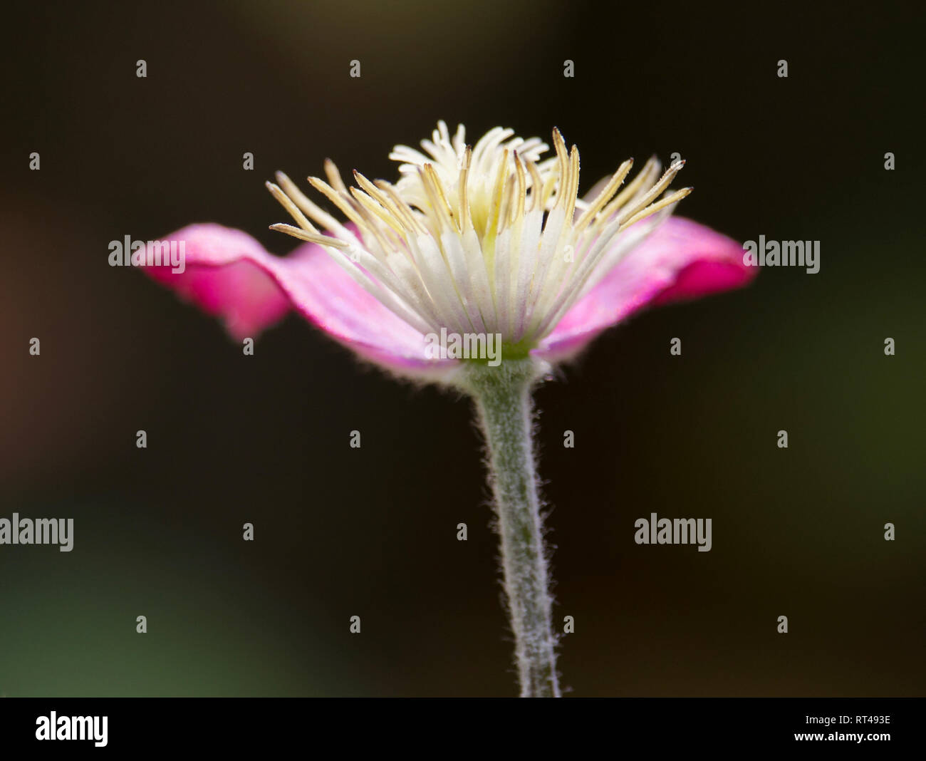 Depetalled clematis flower in my garden, close up Stock Photo