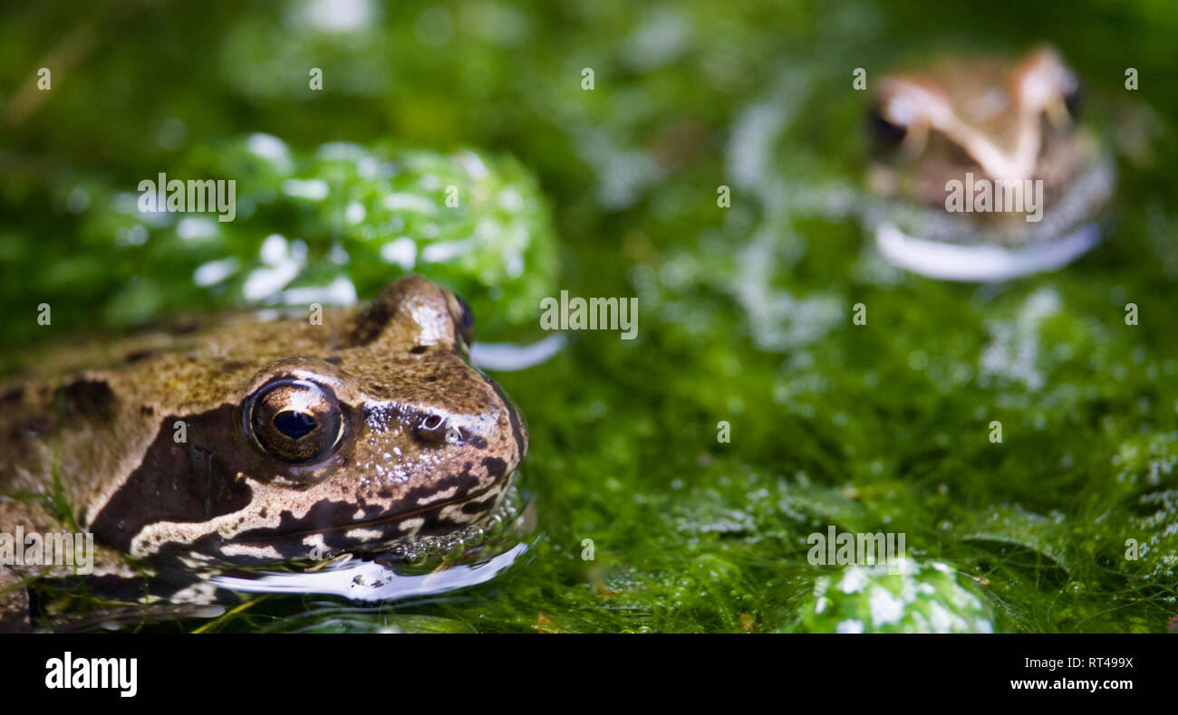 Frogs together, watching over a pond amongst algae and pond-weed Stock Photo