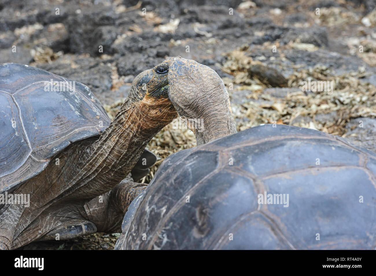 Close-up of two tortoises (Chelonoidis niger) who look like they are about to kiss. Galapagos Islands, Ecuador Stock Photo