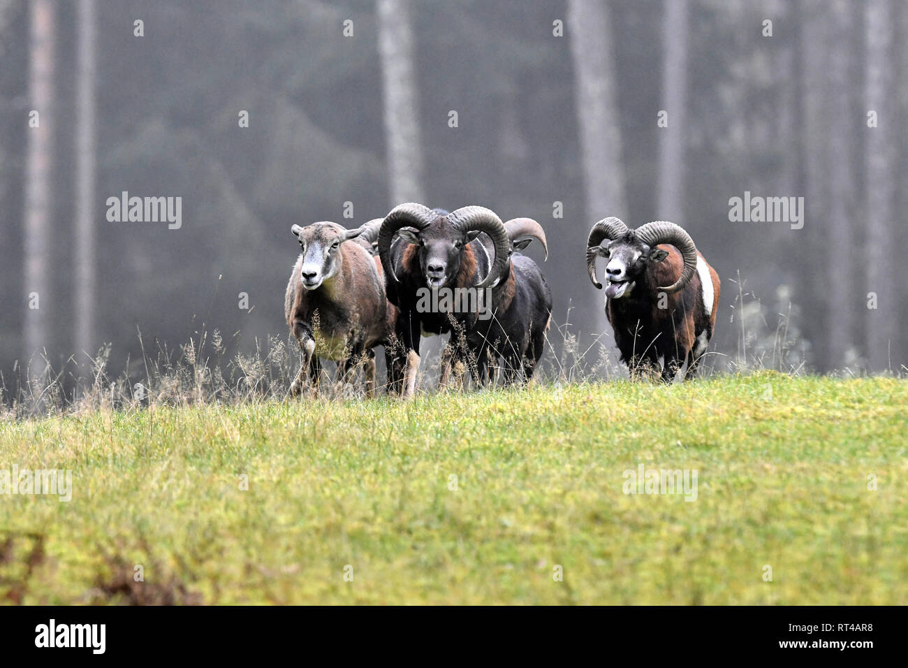 Mountain sheep, rut of the Mufflons, ruttish Arieses, horn-rimmed ...
