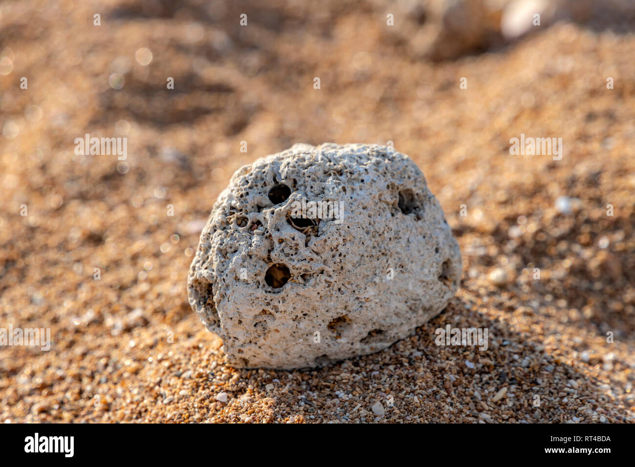 Shell stone lying on small pebbles on the sea beach close up Stock Photo