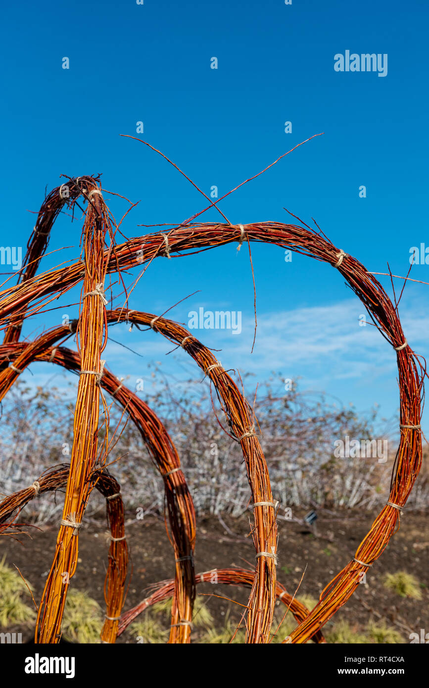 Twisted, bent and tied willow branches into artistic shapes. Stock Photo