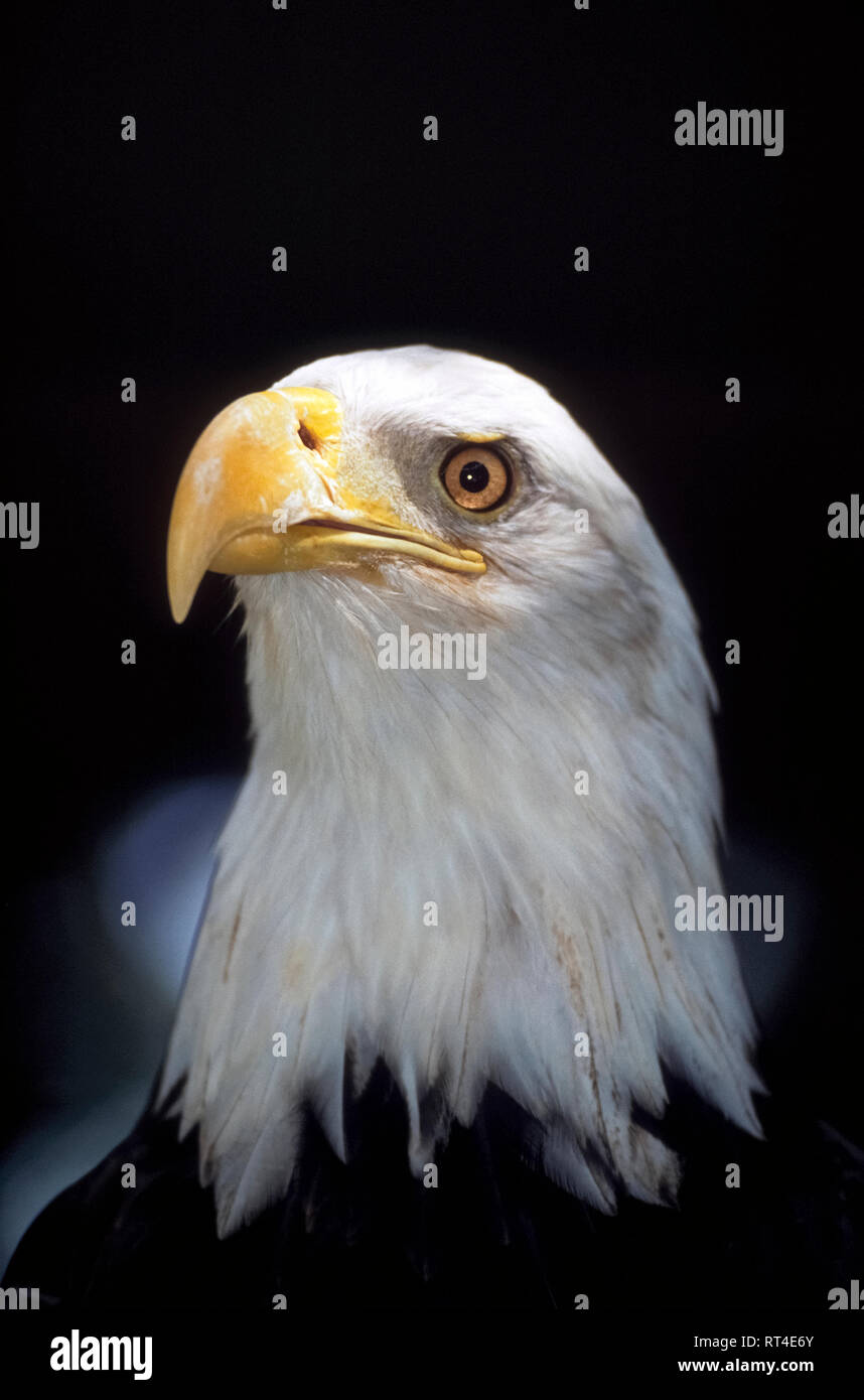 As this portrait shows, the American bald eagle is easily identified by its head of all-white feathers, hooked yellow bill, and piercing 'eagle' eyes that let the raptor see its prey up to one mile (1.6 kilometers) away. The bald eagle (Haliaeetus leucocephalus) is native to North America and was adopted as the national bird and symbol of the United States in 1782 when thousands of the magnificent birds existed. After only 487 nesting pairs were counted in the 48 contiguous states in the 1960s, they became protected as an endangered species. Stock Photo