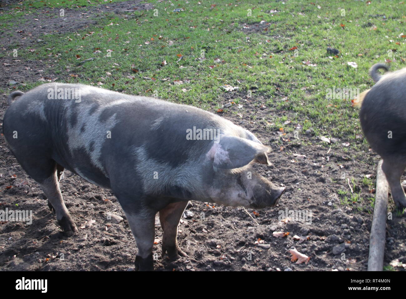 Pigs are standing on mud land on a farm in Oldebroek in the Netherlands Stock Photo