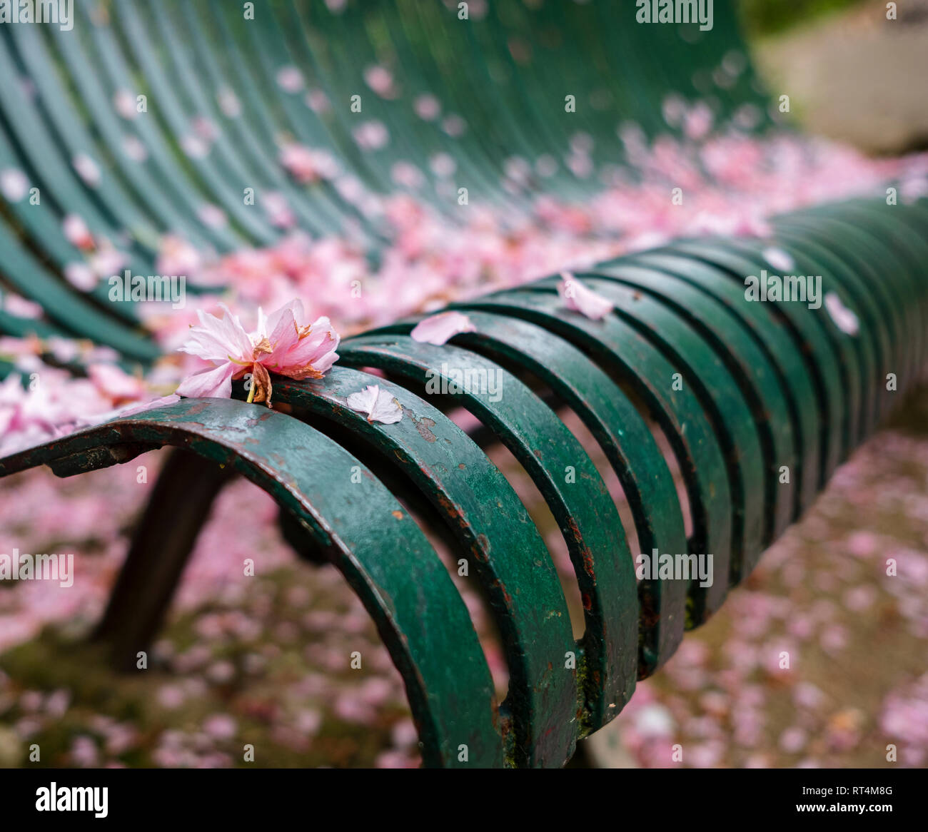 Green park bench covered with cherry blossoms and petals. Selective focus. Stock Photo