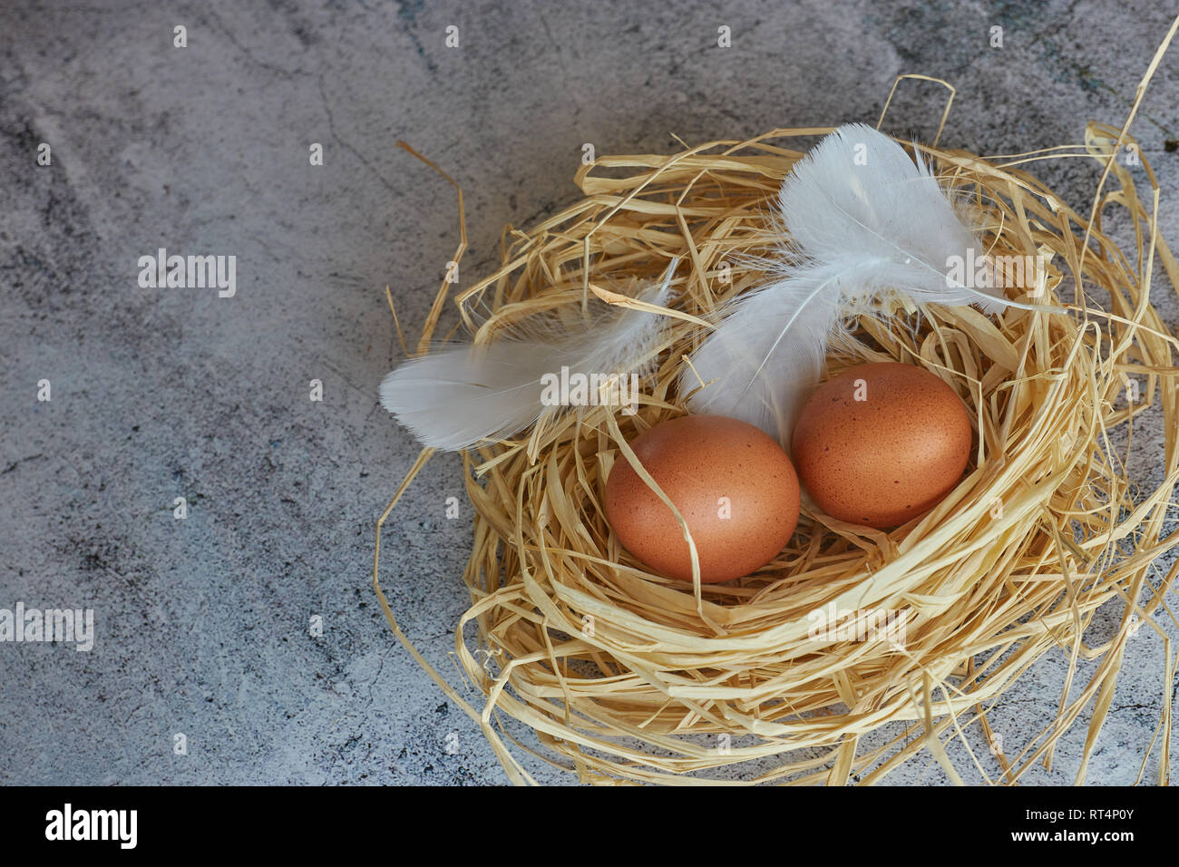 Brown chicken eggs with white feathers in hay nest on light concrete ...