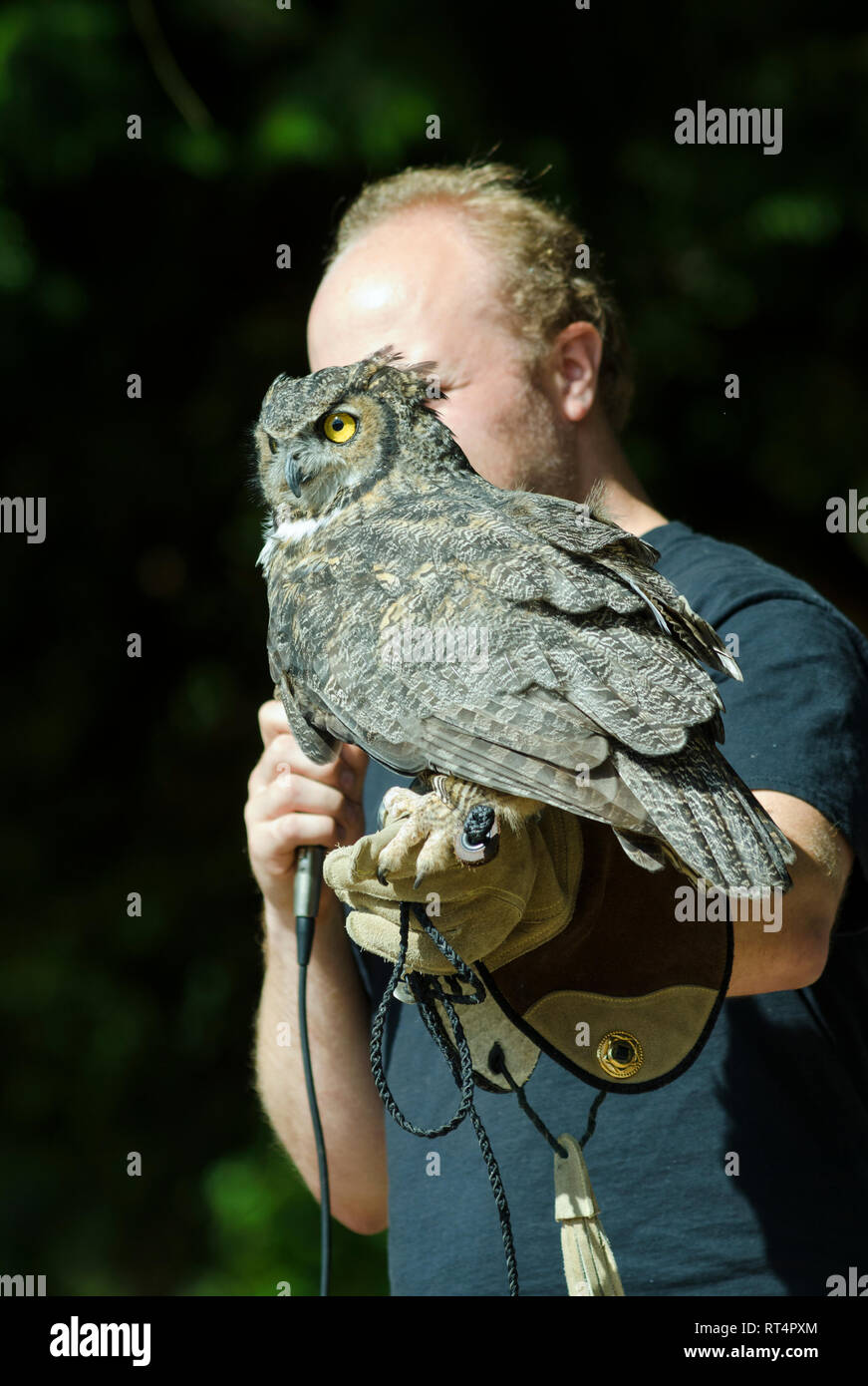 An injured great horned owl, from the Sarvey Wildlife Care Center is