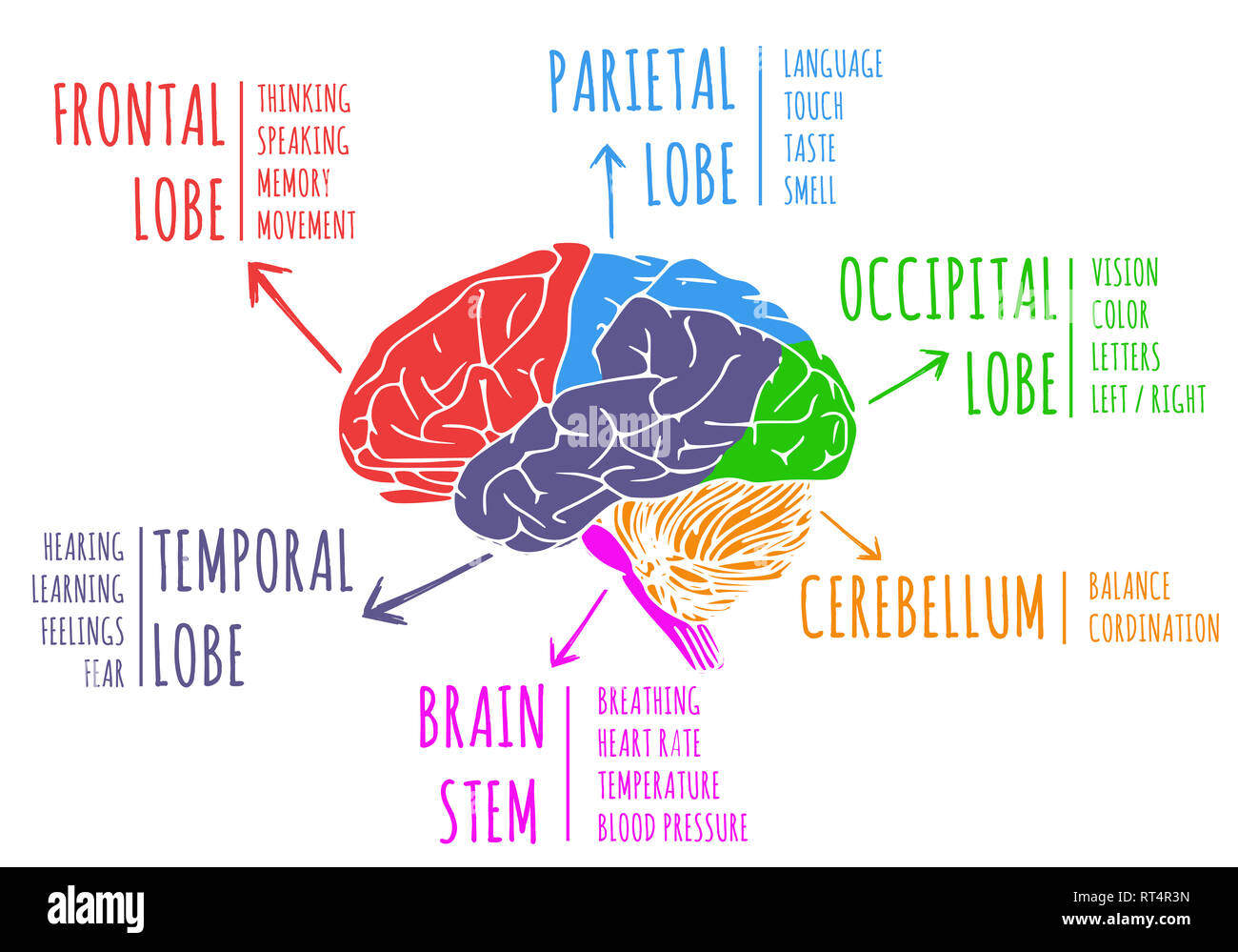 Illustration of human's brain region and function Stock Photo