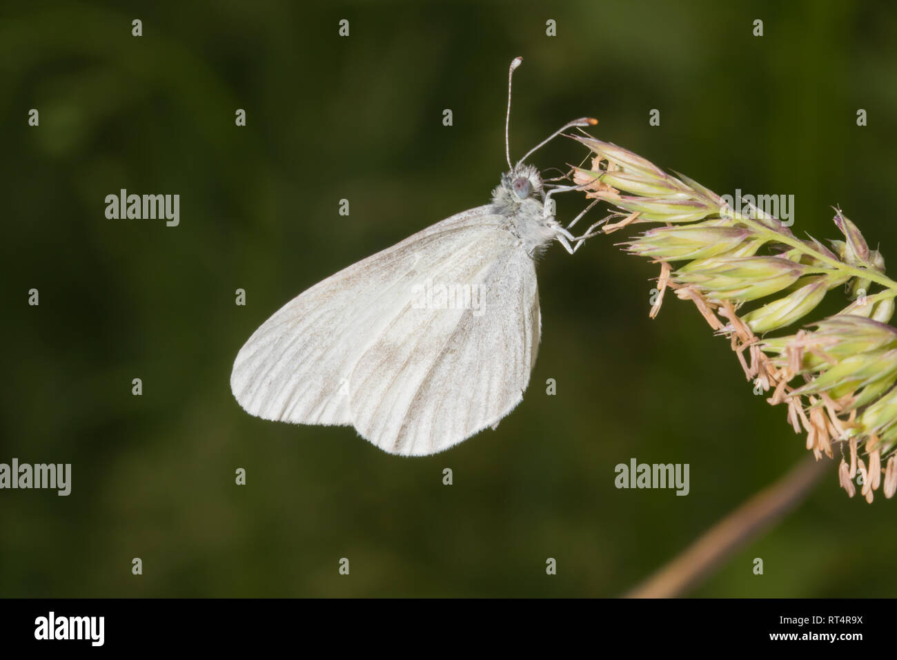 A single Wood White butterfly (Leptidea sinapis) of the family Pieridae, perching on grass in a woodland glade. Stock Photo
